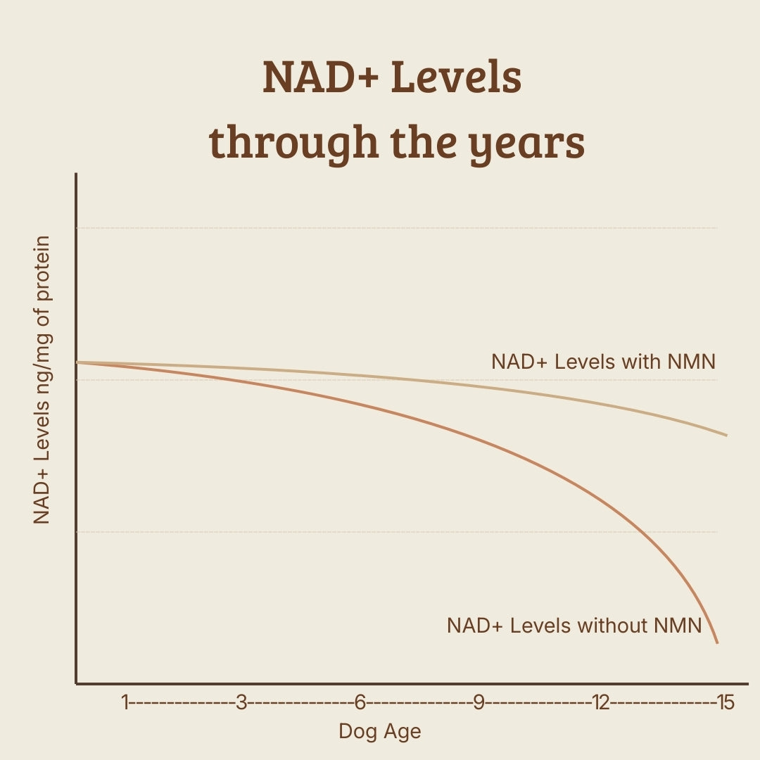 STAY! Longevity food topper
