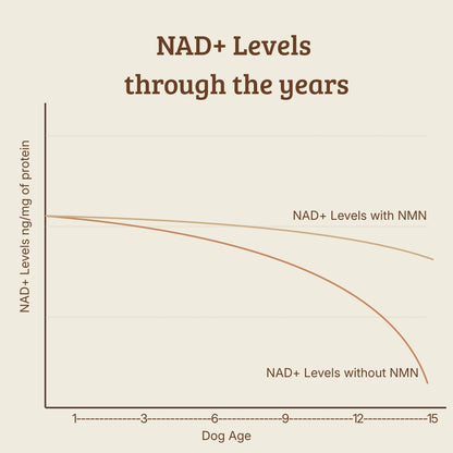 STAY! Longevity food topper