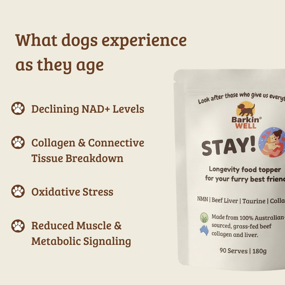 STAY! Longevity food topper